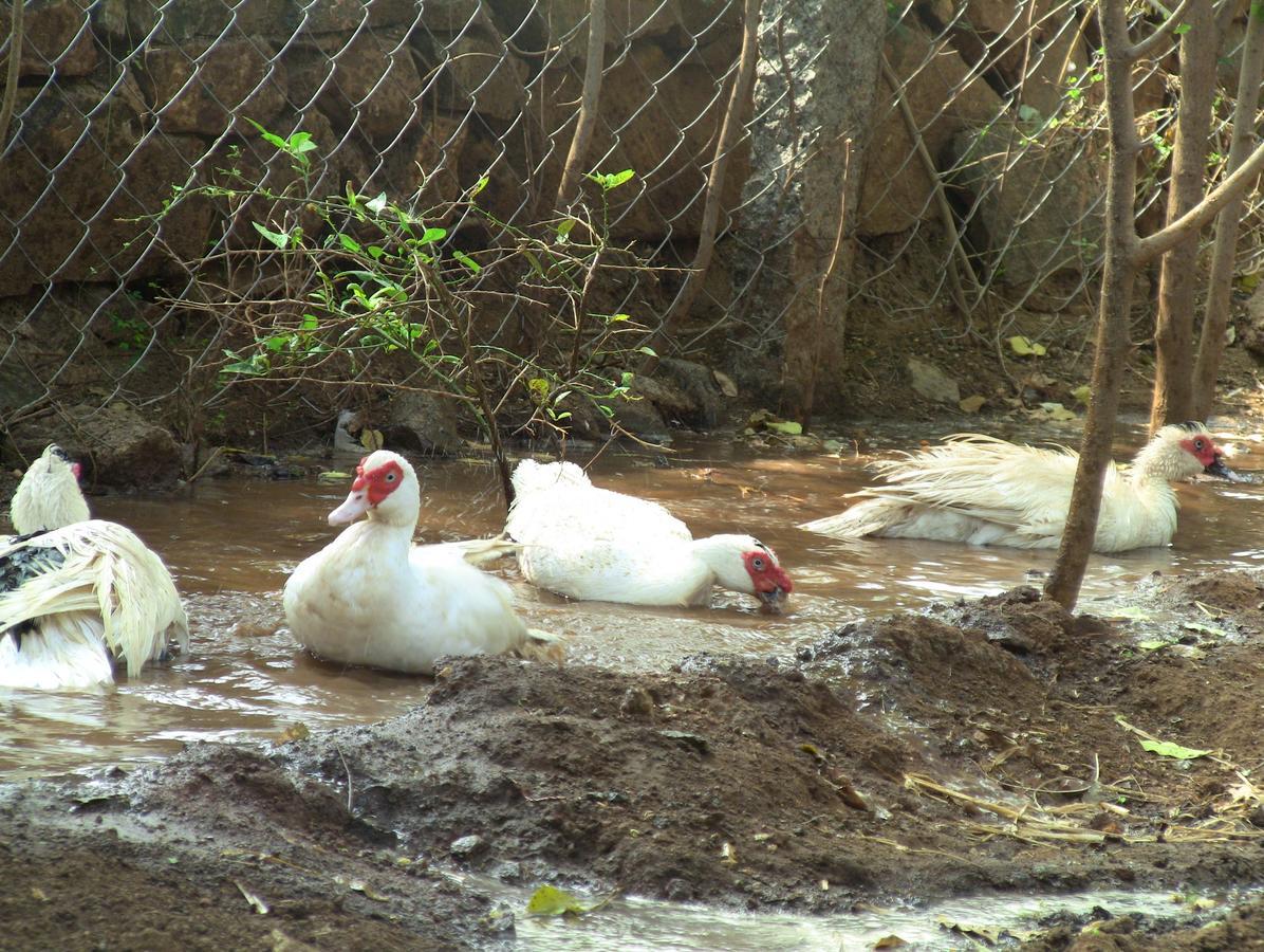 Holiyday In Vgf Farm House Dānishpet エクステリア 写真